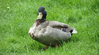 IMG_6050.JPG