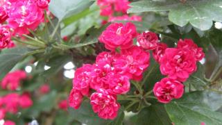 IMG_6205.JPG