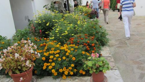 IMG_4766.JPG