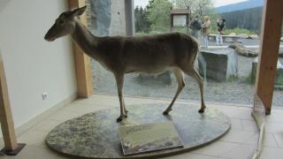 IMG_7123.JPG