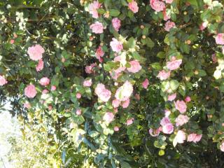 DSCN2379.JPG
