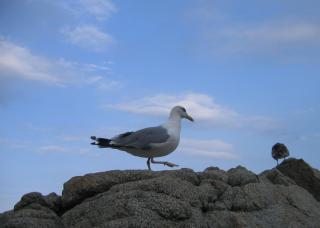 IMG_2994.JPG