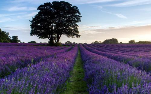 402253_pole_cvety_lavanda_2560x1600_(www.GdeFon.ru).jpg