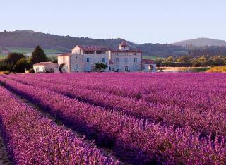 75_Lavender_1.jpg