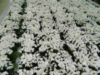 DSCN0507.JPG