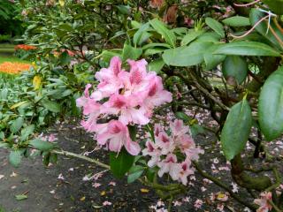 DSCN0533.jpg