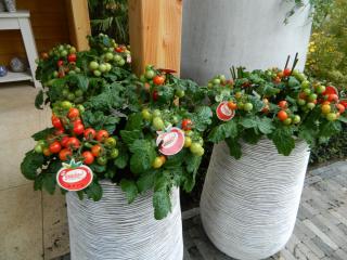DSCN0454.JPG