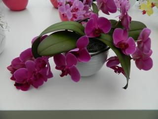 DSCN0514.JPG