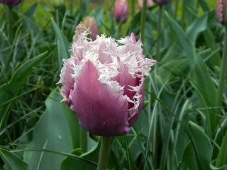 DSCN0518.JPG