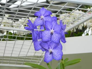 DSCN0506.JPG