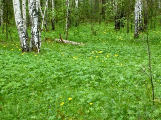 P1020534a.jpg