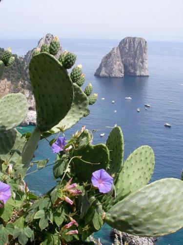 105101272_large_Capri_31.jpg