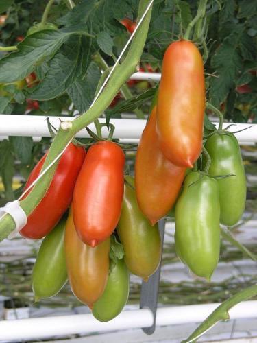 640px-TomateSanMarzano.jpg