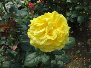 IMG_0865.JPG