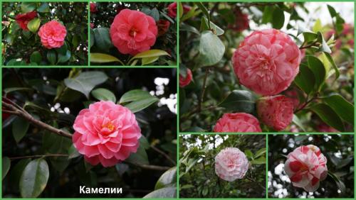 Камелии.jpg