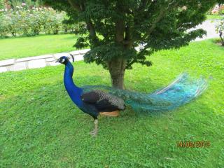 IMG_0872.JPG