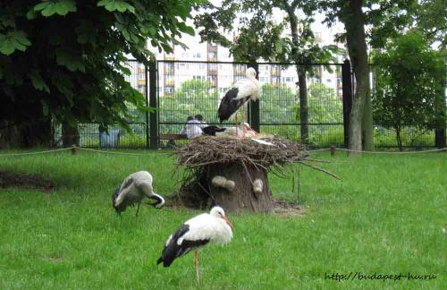 Margit-sziget-zoo.jpg