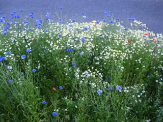 DSC04954.JPG