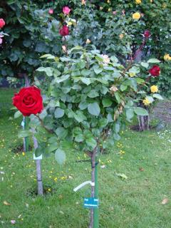 DSC03418.JPG