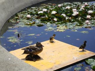 DSC09209.JPG