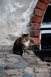 DSC_0136.JPG
