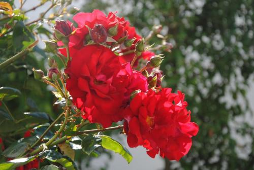 DSC_0524.JPG
