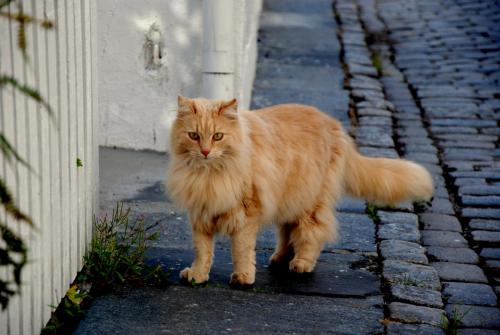 DSC_0523.JPG