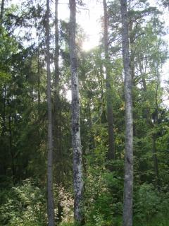 DSC06785.JPG