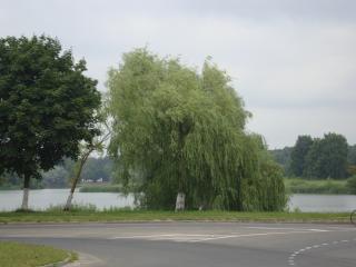 DSC06368.JPG