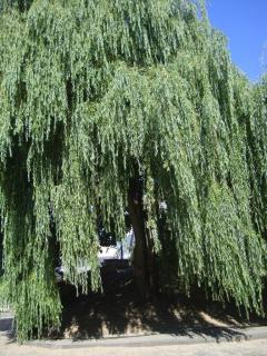 DSC06000.JPG