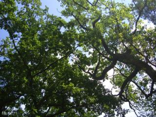 DSC06625.JPG