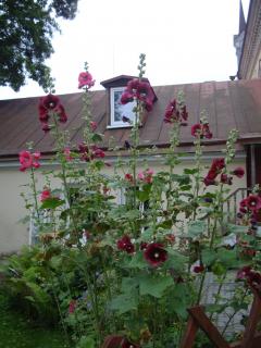 DSC06883.JPG
