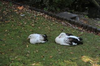 IMG_1561.JPG