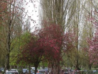 IMG_4433.JPG