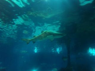 DSC02089.JPG