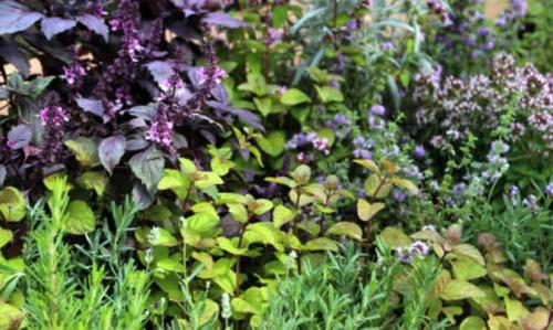 базилик на клумбе.JPG