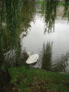 DSC08175.JPG