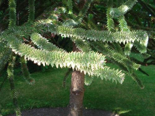 DSC01355 чилийская араукария.JPG