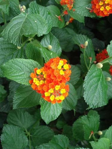 DSC00823.JPG