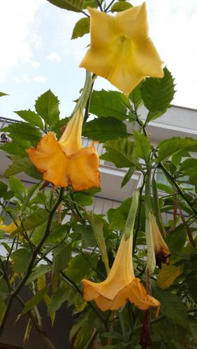 20150810_193441.jpg