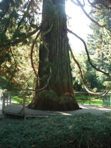 DSC01356 метасеквойя.JPG