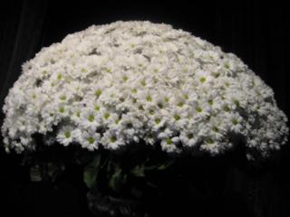 IMG_3153.JPG