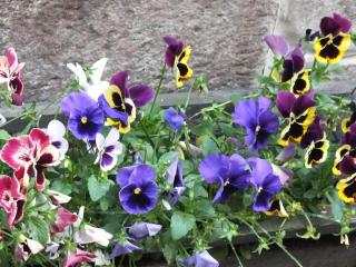 DSCF5702.JPG