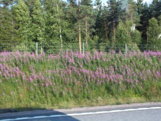 DSCF6356.JPG