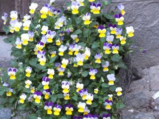 DSCF5778.JPG