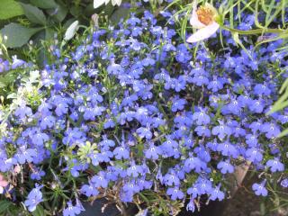DSCF6098.JPG