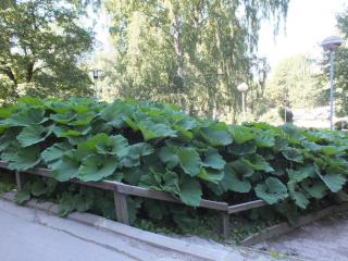 DSCF5195.JPG