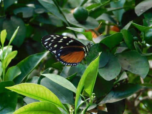 Будапешт 109.jpg