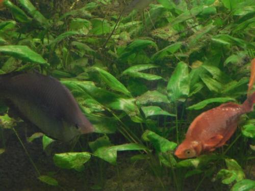 Будапешт 089.jpg