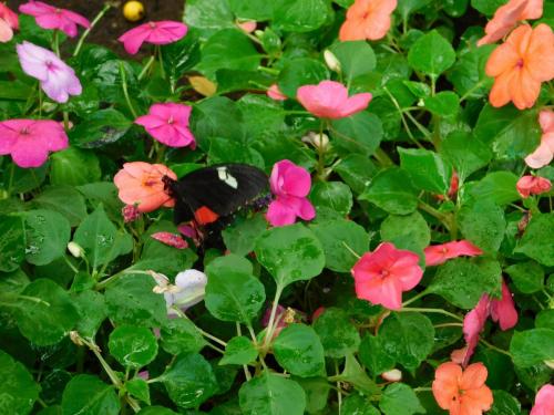 Будапешт 101.jpg